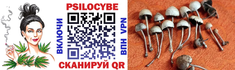 Галлюциногенные грибы Psilocybe  Алзамай 